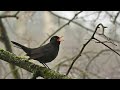 Solo blackbird call | Bird Sounds 🎤🦆