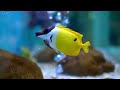Aquarium 4K VIDEO (ULTRA HD) 🐠 Beautiful Coral Reef Fish - Relaxing Sleep Meditation Music #70