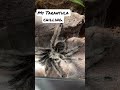 #tarantula #youtubeshorts #exoticpets #tarantulalove #tarantulasofinstagram #ytube #ytubeshorts