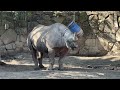 Ueno Zoo: Eastern Black Rhinoceros