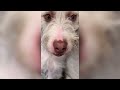 The Most VIRAL Dog Videos Of April From AGuyandAGolden