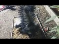 Skunks Intertwined #backyardwildlife #skunks #cuddling