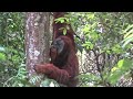 Científicos documentan caso de orangután que elaboró ungüento para curarse una herida| El Espectador