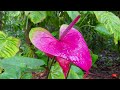 [4K] – Flying To Hilo, Hawaii On Hawaiian Airlines – Exploring The Rainiest City In The USA! – TVS 2