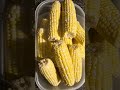 How to shuck, blanche, and freeze corn. #farmers #getithowyoulive #corn