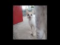 😻🐕 Funniest Cats and Dogs Videos 🐕😅 Funniest Animals 2024 # 23