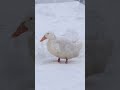 Gotta Love a Duck Short