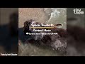 Cat Raised By Dogs Races To The Ocean To Swim | The Dodo