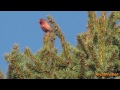 House Finch singing.... :)