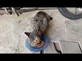 Menunggu giliran makan siang #kucinglucu #kucing #fypシ #kitten @pentolbonsai812