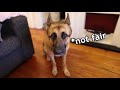 German Shepherd throws tantrum | Funny dog videos