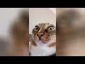 Funny Moments of Cats | Funny Video Compilation - Fails Of The Week #22