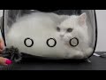 This Cat Went From ZERO To ONE HUNDRED Real Quick! 😐 | Persian Cat