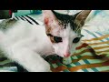 (cat video) Purrraw's testing video upload