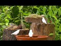 Birds for Cats to Watch & Enjoy: 10 Hours of Cute Birds and Forest Squirrels (4K UHD)