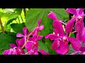 World's largest Orchid paradise|| Singapore Orchid garden || virtual tour part 2