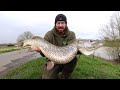 31lb River Pike - 20 Year Quest