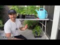 How To Get CHEAP PLANTS For Your Garden: Don't Get RIPPED OFF!