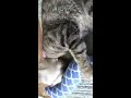 🐈Monet 🐆going to town🐅 on her giant catnip 😻 kitty kicker stix kicker toy