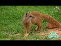 Relaxing and Adorable Animal Moments: Bison, Puma, Sika Deer, Wallaby - Soothing Music in Nature