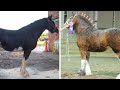 20 Horses Born Once In A Thousand Years