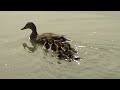 Ducklings Running The Gauntlet