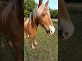 Spoiled Horse part 2