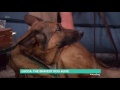 Lucca: The Bravest Dog Alive | This Morning