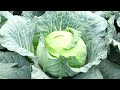 How To Became a Millionaire by Planting ''CABBAGE''  On Small Scale In Uganda