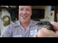 Florida Southern Black Racer. Common black snake (Coluber constrictor priapus)