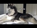 My Husky Does THIS EVERY Morning!