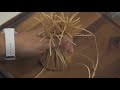 Learn Spruce-Root Weaving 2: Turning the Edge of the Basket