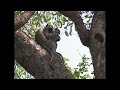 The Stealthy Black Eagles Of Botswana | Wild Kingdom | Apex Predators