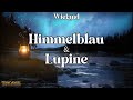 Himmelblau und Lupine 🧚🤴 | Märchen zum Träumen und Einschlafen von C. M. Wieland - Hörbuch