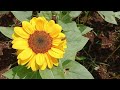 Beautiful journey of sunflower 🌻