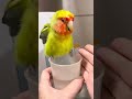 naughty parrot loves drinking water🤣