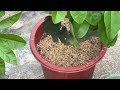 New unique way to grow grapefruit trees from grapefruit flowers combined with fast-rooting bananas