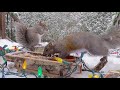 Cute Squirrels Enjoy Christmas in Winter Wonderland | Cat TV