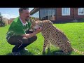 So affectionate! I'm shocked! Sasha met subscribers and brought them to visit cheetah Gerda!