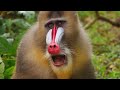 Wildlife Instincts | Mandrills - Battle of the Alphas | Free Documentary Nature