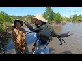 Two Brave Women Catch Many Huge Mud Crabs under Mangrove Trees after Water Low Tide