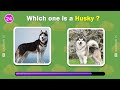 Guess the Correct Animal 🐼🧐🐻‍❄️ | Animal Quiz