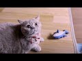 Cute and Funny Fishing of Short Legs Munchkin Cat