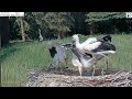 Makov storklets fight over a mouse - Čápi z Makova bojují o myš