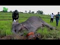 Animals' faith in Humanity! - Freeing a giant elephant from a Cable Trick