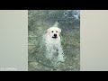 Dog Doing Funny Things -  Best of Funny Dogs in March