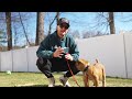 The First Thing I Taught My New Puppy! 🐶 How To Train A Puppy Ep 1