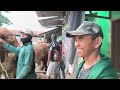 Limousin Hampir 1 TON Jadi Tontonan !! Sapi Jumbo Melimpah !! Pasar Tuban