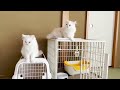 Staying at Japanese Cat Hotel🐈🐈❤️ | Mycat Yugawara