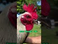 SUPER BROWN RED - L.A GAMEFARM - QUALITY GAMEFOWL IN THE PHILIPPINES...